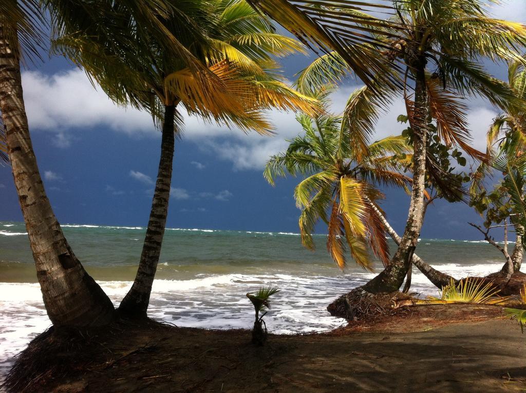 Morpheus Exotica Lodge Puerto Viejo de Talamanca 외부 사진